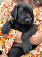 Kruising Labrador x Friese Stabij, Dieren en Toebehoren, Rabiës (hondsdolheid), Reu, 8 tot 15 weken, Meerdere
