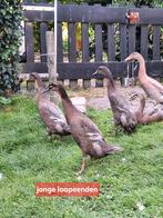 Jonge loopeenden te koop, Dieren en Toebehoren, Pluimvee, Meerdere dieren, Eend