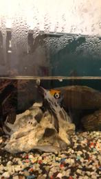 Mooie maanvissen, Dieren en Toebehoren, Vissen | Aquariumvissen, Vis