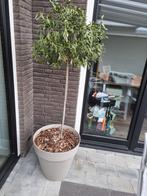 Mooie Olijfboom in Plantenbak, Bloeit niet, 100 tot 250 cm, Olijfboom, Ophalen