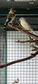 Prachtig koppel mutatie majoor putters, Dieren en Toebehoren, Vogels | Overige Vogels, Meerdere dieren, Wildzangvogel, Geringd