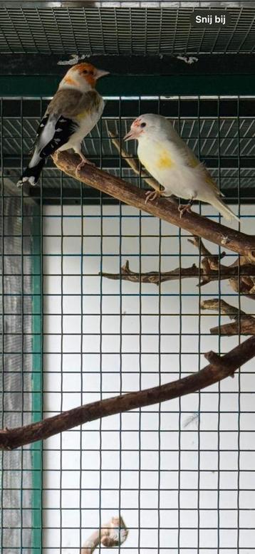 Prachtig koppel mutatie majoor putters beschikbaar voor biedingen