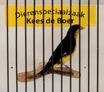 Colombia sijs man, Dieren en Toebehoren, Vogels | Overige Vogels
