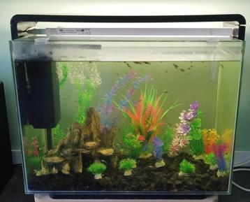 Superfish Home 80 aquarium inclusief vissen, decoratie, etc beschikbaar voor biedingen
