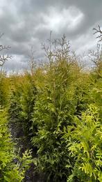 Thuja brabant haagconiferen met kluit (Thuisbezorgd), Ophalen of Verzenden, Conifeer