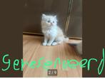 Persizche langhaar kittens, Dieren en Toebehoren, Katten en Kittens | Raskatten | Langhaar, Meerdere dieren, Ontwormd, 0 tot 2 jaar