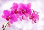 65 Roze Orchidee Vlies Fotobehang 350x250cm in 3 maten Nieuw, Ophalen of Verzenden, Nieuw