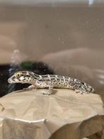 Jonge vipergekko's hemidactylus imbricatus, Dieren en Toebehoren, Reptielen en Amfibieën, Amfibie, 0 tot 2 jaar