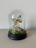 Prioneris philonome vlinder, Antiek en Kunst, Ophalen