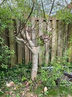 Vijgenboom, Volle zon, 100 tot 250 cm, Vijgenboom, Ophalen of Verzenden