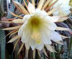 cactus - Selenicereus validus, Ophalen of Verzenden, Cactus, Volle zon, Minder dan 100 cm