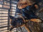 Langharige duitse herder pup puppies met stamboom HD ED vrij, Nederland, Rabiës (hondsdolheid), Reu, 8 tot 15 weken