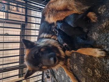 Langharige duitse herder pup puppies met stamboom HD ED vrij beschikbaar voor biedingen