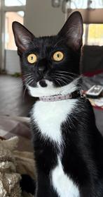 Lieve kitten ter overname, Dieren en Toebehoren, Katten en Kittens | Overige Katten, Poes, Kortharig, 0 tot 2 jaar