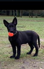Super mooie duitseherder, Dieren en Toebehoren, Rabiës (hondsdolheid), Reu, Eén hond, 3 tot 5 jaar