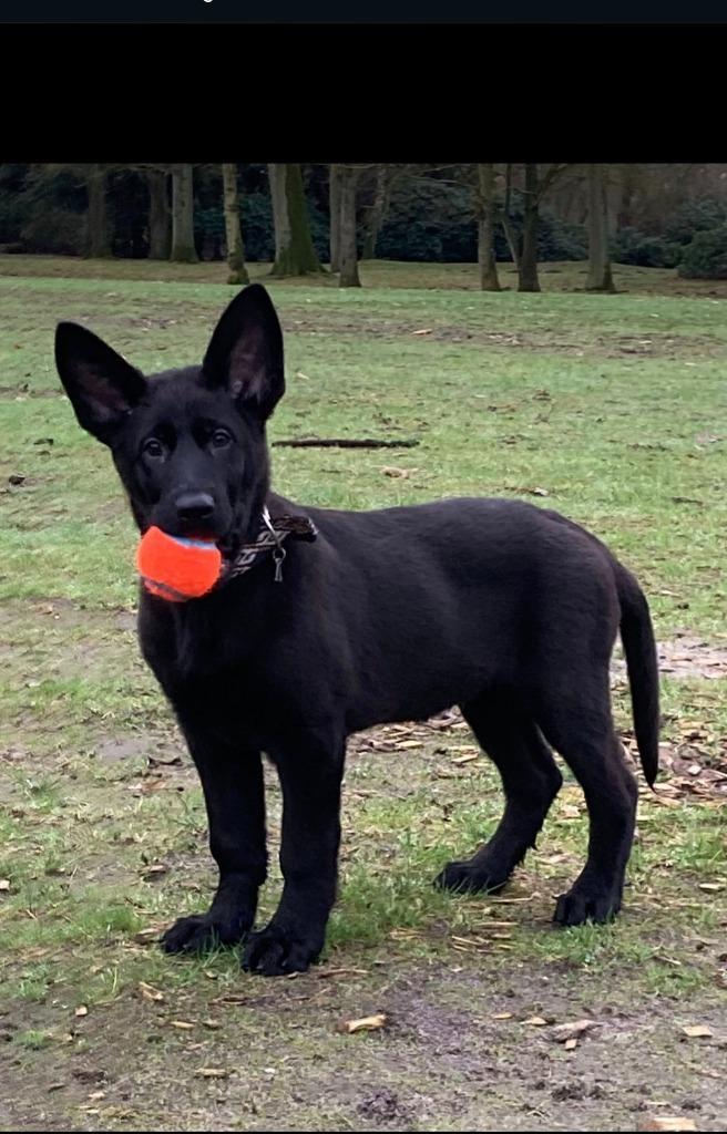 Super mooie duitseherder, Dieren en Toebehoren, Honden | Herdershonden en Veedrijvers, Reu, Herder, Particulier, Eén hond, Nederland