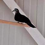 Tamboerijn duiven, Dieren en Toebehoren, Vogels | Overige Vogels, Meerdere dieren