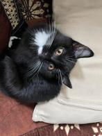 Poes Britse korthaar kitten meisje, Dieren en Toebehoren, Katten en Kittens | Dekkaters, 0 tot 2 jaar