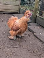 Zijdehoen Haan, Dieren en Toebehoren, Pluimvee, Mannelijk, Kip