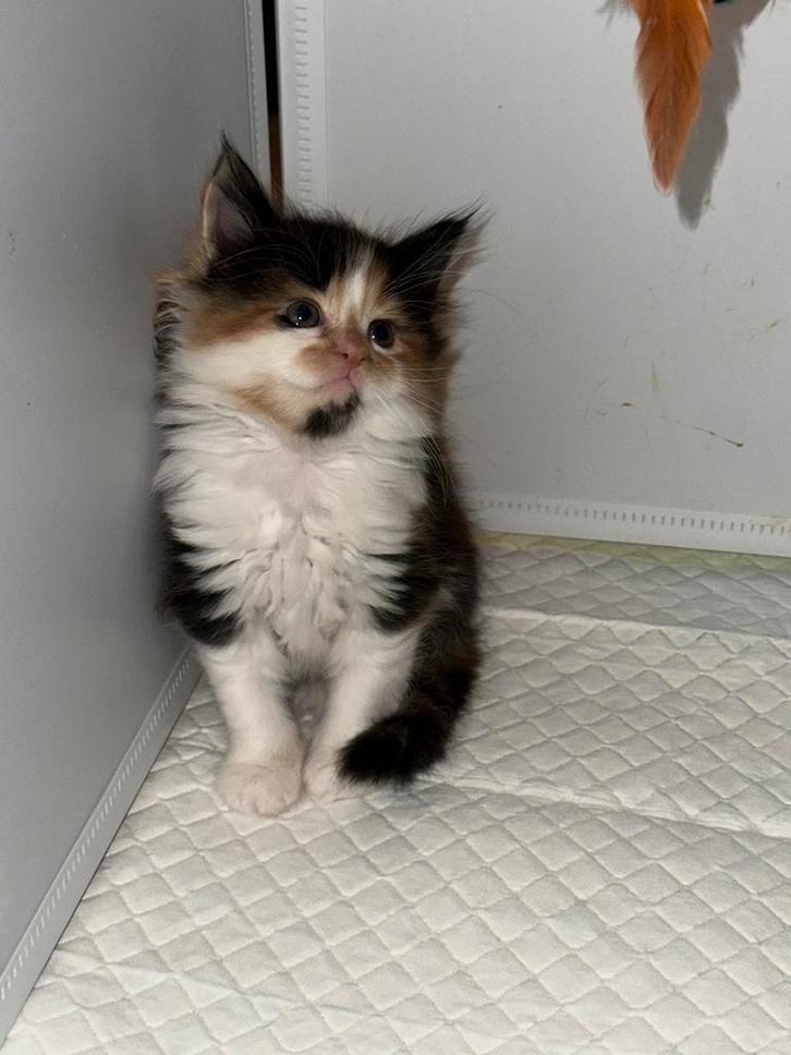 Maine coon kittens, Dieren en Toebehoren, Katten en Kittens | Overige Katten, Meerdere dieren