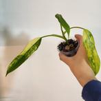 Philodendron domesticum variegata, Huis en Inrichting, Kamerplanten, Ophalen of Verzenden, Halfschaduw, Minder dan 100 cm