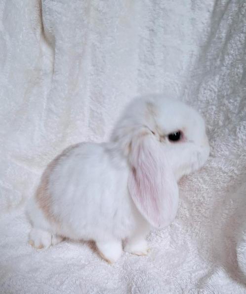 🎁❤PRACHTIG MOOIE ECHTE MINILOP RASZUIVER KNUFFEL KONIJNTJE, Dieren en Toebehoren, Konijnen, Dwerg, Mannelijk, Hangoor