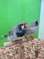 Te koop koppel zebravinken zwartewang, Dieren en Toebehoren, Meerdere dieren