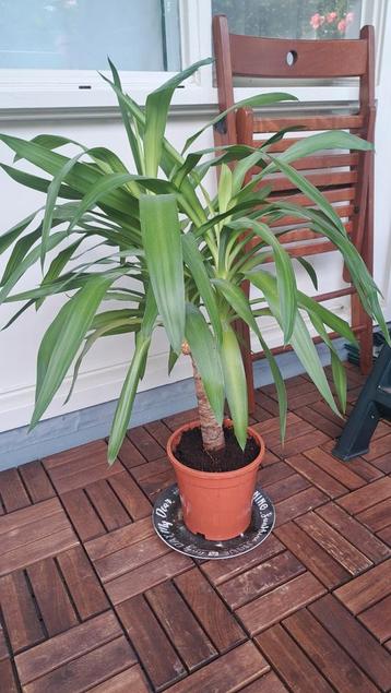 Yucca plant, 85 cm hoog beschikbaar voor biedingen