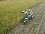 Mais, Snijmais, Kuilmais oogst 2023, te koop, Zakelijke goederen, Agrarisch | Veevoer, Verzenden