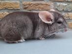 Chinchilla : Knappe Beige BPd / BDd vrouw, Dieren en Toebehoren, Knaagdieren, Chinchilla, Vrouwelijk, November, Tam