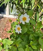 Dahlia knollen ‘Bambino white’, Ophalen of Verzenden, Voorjaar, Volle zon, Knol
