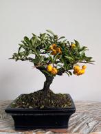 Pyracantha Bonsai, Bloeit niet, Halfschaduw, Minder dan 100 cm, Overige soorten