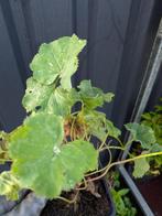 Alchemilla mollis, vrouwenmantel. p9 potje, Ophalen, Bodembedekkers, Volle zon, Vaste plant