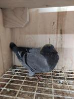 Koppel prachtige jonge duiven., Meerdere dieren, Postduif