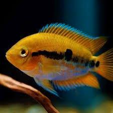 Regenboog Cichlide - Koidreams Valburg, Dieren en Toebehoren, Vissen | Aquariumvissen, Zoetwatervis, Vis, Schoolvis