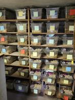 Muizen fokkerij te koop, Dieren en Toebehoren, Juni, Meerdere dieren, Muis