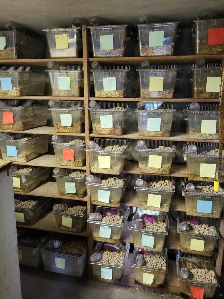 Muizen fokkerij te koop, Dieren en Toebehoren, Knaagdieren, Meerdere dieren, Muis, Juni