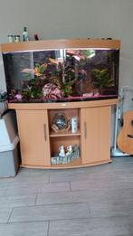 Aquarium juwel 260, Ophalen, Gebruikt, Gevuld zoetwateraquarium