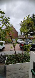 appelboom met 2 soorten aan 1 boom, Tuin en Terras, Ophalen, Halfschaduw, Overige soorten, Lente