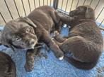 Te koop Boulab pups uit huis/woonkamer, Dieren en Toebehoren, 8 tot 15 weken, Labrador retriever, Parvo, Meerdere