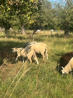 Potentiële dekrammen, Dieren en Toebehoren, Schapen, Geiten en Varkens, Mannelijk, Schaap, 0 tot 2 jaar