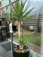 Plant, Huis en Inrichting, Ophalen, Halfschaduw, In pot, Yucca