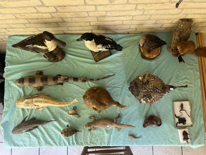 OPGEZETTE DIEREN ZIE INFORMATIE v.a. 5 euro, Verzamelen, Dierenverzamelingen, Zo goed als nieuw, Opgezet dier, Wild dier, Ophalen of Verzenden