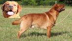 Banjer: Showlijn Foxred Labrador dekreu met stamboom, CDV (hondenziekte), Meerdere, 3 tot 5 jaar, Reu