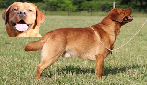 Banjer: Showlijn Foxred Labrador dekreu met stamboom, Dieren en Toebehoren, Honden | Dekreuen, Reu, Fokker | Hobbymatig, Meerdere