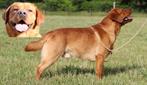 Banjer: Showlijn Foxred Labrador dekreu met stamboom, Dieren en Toebehoren, Honden | Dekreuen, Reu, CDV (hondenziekte), Meerdere