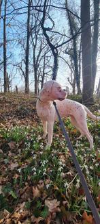 Bijzondere dove Boxer-teef zoekt ervaren en liefdevol thuis, Dieren en Toebehoren, Maart, Vrouwelijk