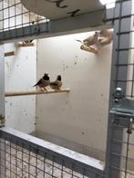 Tekoop, Meerdere dieren