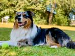 Australian Shepherd dekreu, Dieren en Toebehoren, Particulier, 3 tot 5 jaar, Reu, Nederland