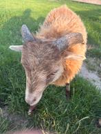 Ouessant ram, Dieren en Toebehoren, Mannelijk, Schaap